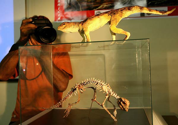 Nueva especie de cocodrilo Nueva especie de cocodrilo