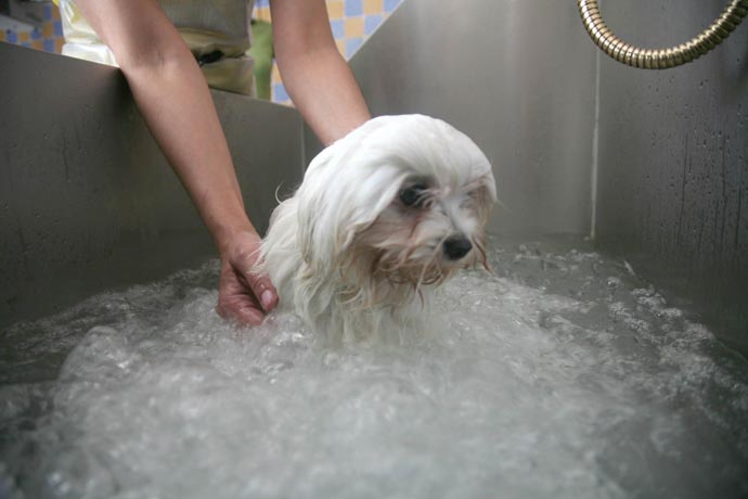 Spa para perros Spa para perros