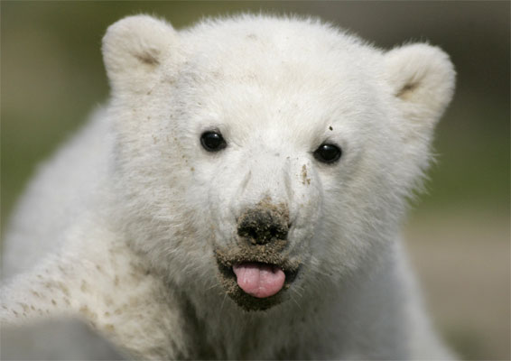 Knut en el zoo de Berlín Knut en el zoo de Berlín