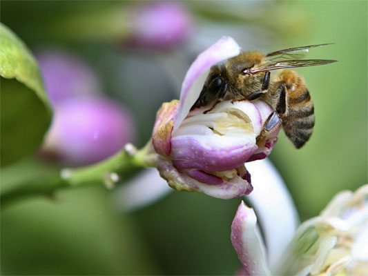 ¿Dónde están las abejas? ¿Dónde están las abejas?