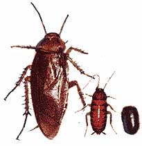 Ejemplar de cucaracha americana Ejemplar de cucaracha americana