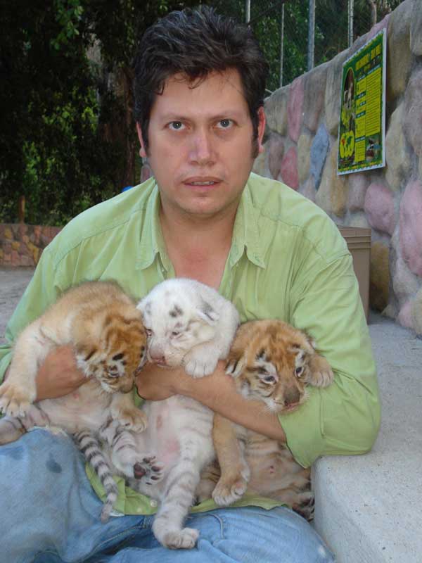 Los bebés de tigre Los bebés de tigre
