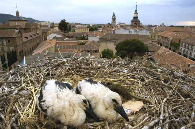 Dos cigüeñas en su nido, en el casco antiguo de Alcalá Dos cigüeñas en su nido, en el casco antiguo de Alcalá
