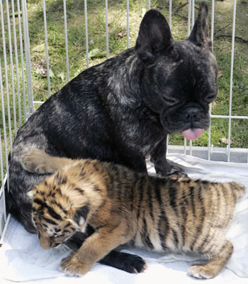 Bulldog Francés amamantando a un tigre de bengala Bulldog Francés amamantando a un tigre de bengala