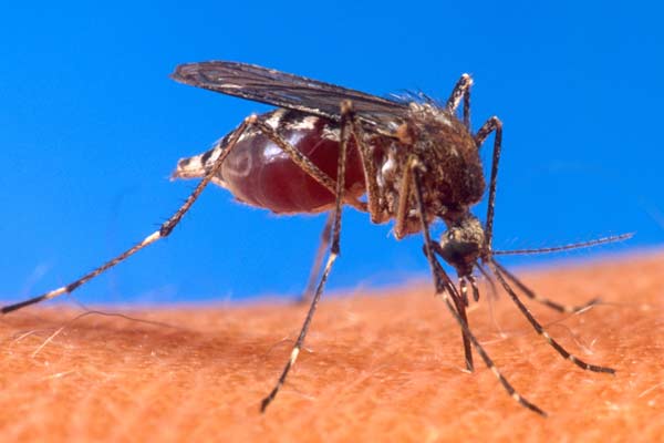 Mosquito fiebre amarilla Mosquito fiebre amarilla