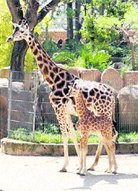 la petita GIRAFA juga la petita GIRAFA juga