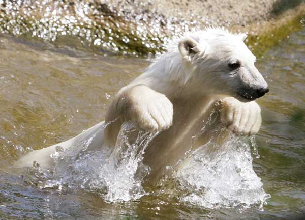 Knut en la 'piscina' de su casa. Knut en la 'piscina' de su casa.