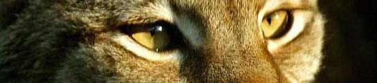 Lince ibérico Lince ibérico