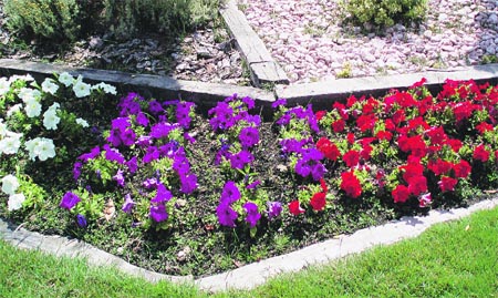 en plena época de floración en plena época de floración
