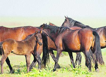 La raza de caballos de Doñana es la más antigua de Europa La raza de caballos de Doñana es la más antigua de Europa