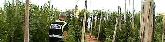 Marihuana Málaga Marihuana Málaga
