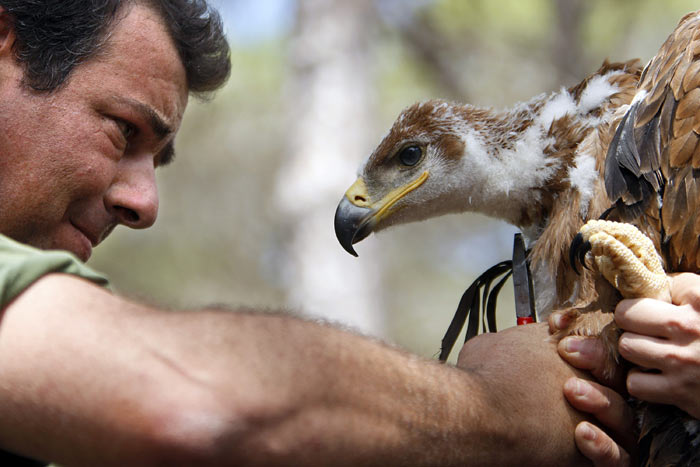 Nacen nueve pollos de águila imperial en Doñana Nacen nueve pollos de águila imperial en Doñana