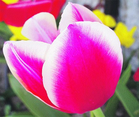 una nota de color con tulipanes una nota de color con tulipanes