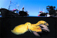 Un mismo mar, varios colores Un mismo mar, varios colores