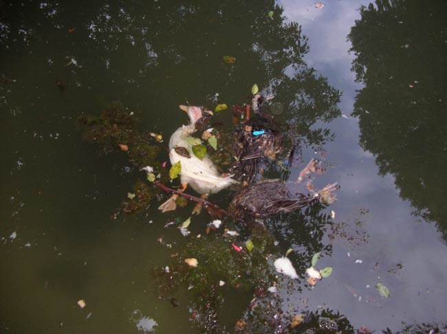 Uno de los patos que hallaron muertos en el estanque Uno de los patos que hallaron muertos en el estanque