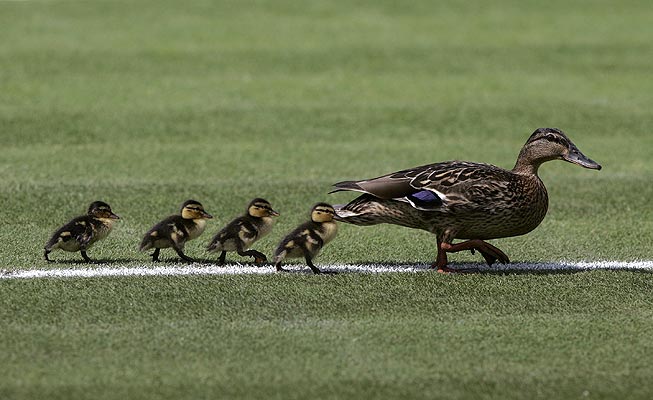 Resultado de imagen de pata con patitos