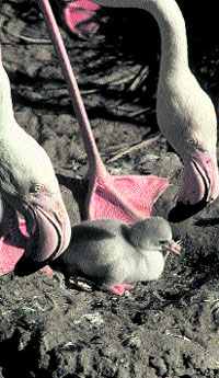 Nace un flamenco en el zoo de fuengirola Nace un flamenco en el zoo de fuengirola