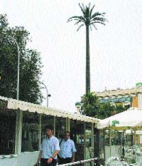 Alarma vecinal por una antena camuflada con una palmera Alarma vecinal por una antena camuflada con una palmera