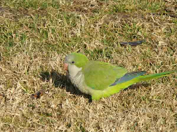Cotorra argentina Cotorra argentina