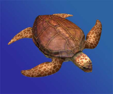 La Tortuga Boba La Tortuga Boba