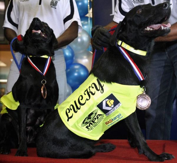 Lucky y Flo reciben una medalla de oro tras descubrir dos millones de discos piratas valorados en seis millones de euros Lucky y Flo reciben una medalla de oro tras descubrir dos millones de discos piratas valorados en seis millones de euros