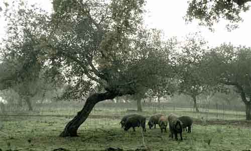 Cerdo ibérico Cerdo ibérico