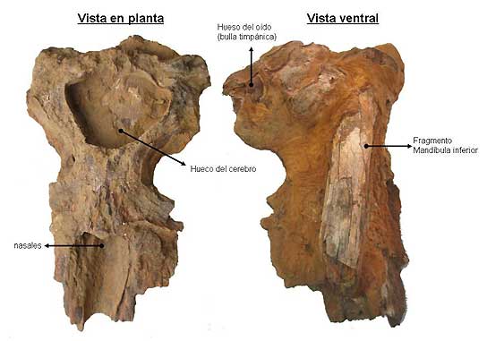 Fósil de ballena en Lepe Fósil de ballena en Lepe