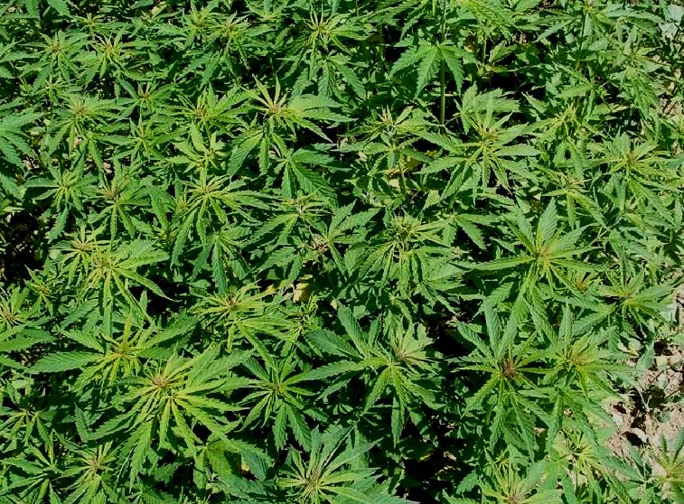 Plantación de marihuana Plantación de marihuana