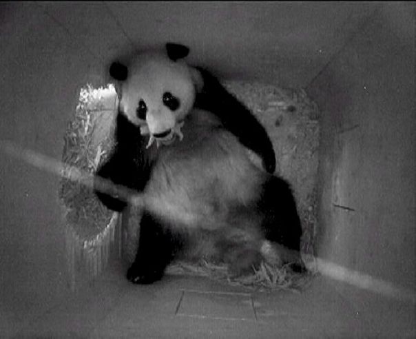 Oso panda recién nacido Oso panda recién nacido