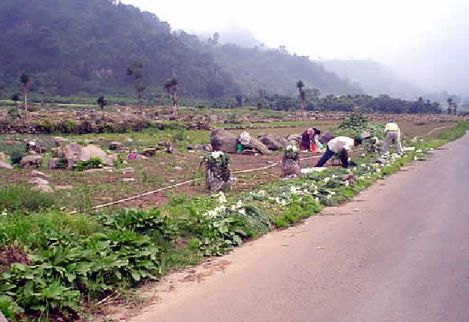 Cultivando cebolla trabajaban los 'irregulares' Cultivando cebolla trabajaban los 'irregulares'