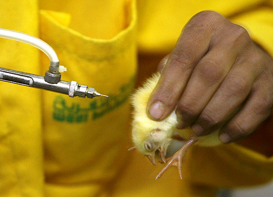 Pollo vacunado contra la gripe aviar Pollo vacunado contra la gripe aviar