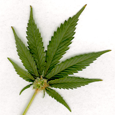 La polémica cannabis La polémica cannabis