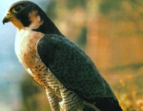 Halcón Peregrino Halcón Peregrino