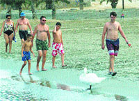 Aquí veranea un cisne Aquí veranea un cisne
