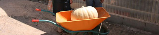 Calabaza gigante Calabaza gigante