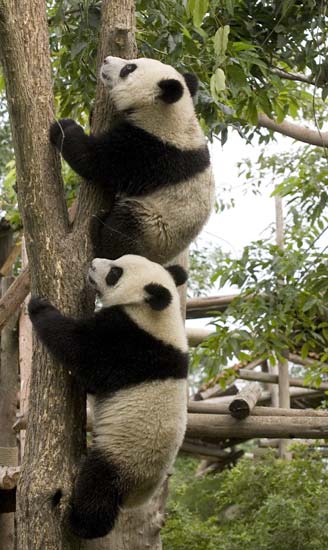 Cupones caducados NUEVA APP DEL ZOO: