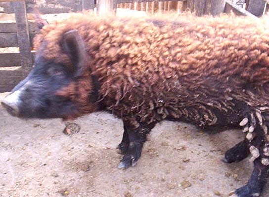 Cerdo con pelo de oveja Cerdo con pelo de oveja