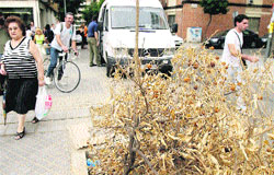 El arreglo de calles deja Ciudad Jardín sin árboles El arreglo de calles deja Ciudad Jardín sin árboles