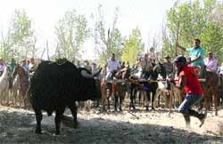 Un caballista salmantino mata al Toro Un caballista salmantino mata al Toro