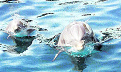 Despídete de los delfines Despídete de los delfines