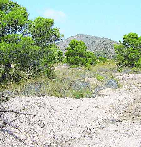 Ecologistas denuncian a constructora que acaba con el tomillo de Abanilla Ecologistas denuncian a constructora que acaba con el tomillo de Abanilla