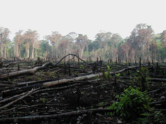 Deforestación Deforestación