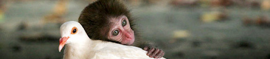 El macaco que amaba a la paloma El macaco que amaba a la paloma