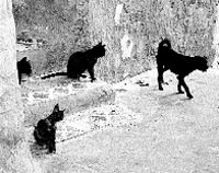 Una colonia de gatos trae fritos a los vecinos del Casco Antiguo Una colonia de gatos trae fritos a los vecinos del Casco Antiguo