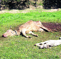 24 ataques de buitres y cuervos 24 ataques de buitres y cuervos