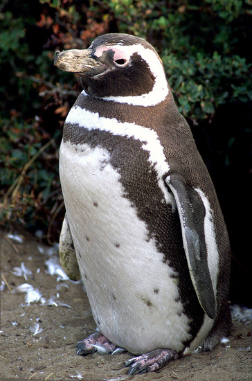 Pingüino de Magallanes Pingüino de Magallanes