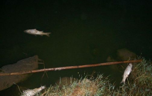 Peces muertos en la desembocadura del río Guadalhorce, en Málaga. Peces muertos en la desembocadura del río Guadalhorce, en Málaga.