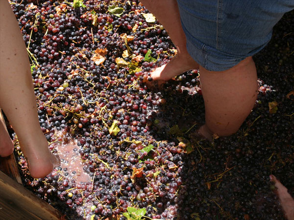 Elabora tu propio vino a través de Internet Elabora tu propio vino a través de Internet