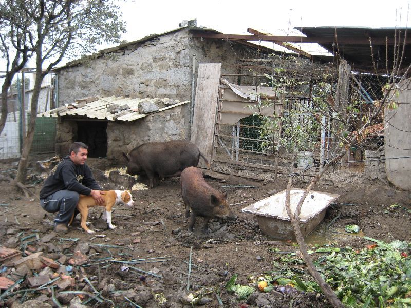 José Luis con sus cerdos y sus perros. José Luis con sus cerdos y sus perros.
