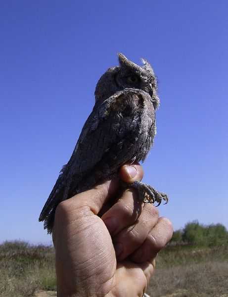 Autillo Autillo